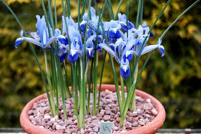 Iris reticulata 'Clairette'